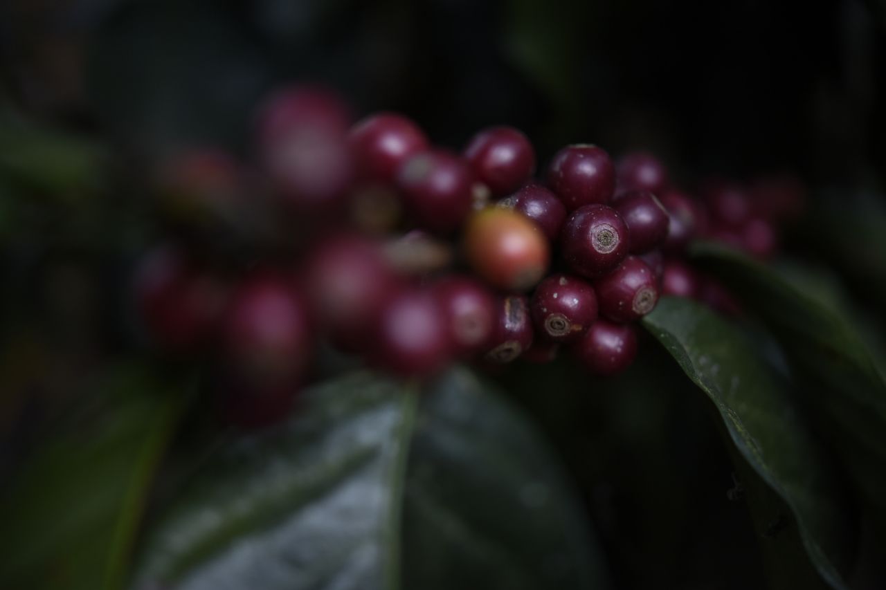 grains de café vizcaya guatemala