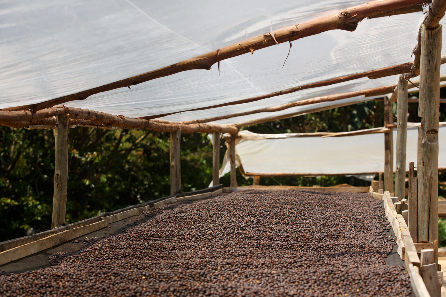 lit de séchage de café au brésil dans la région d'espirito santo